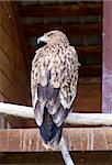 Imperial Eagle aka Aquila Heliaca in Zoo