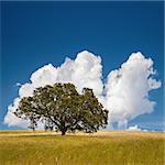 Lonely tree on farm field with blue sky and fluffy clouds.