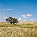 Lonely tree on cultivated farm field with blue sky. Alentejo, Portugal.