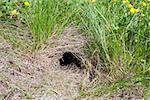 Wild animal burrow hole in the ground with grass