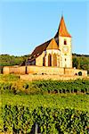 church with vineyard, Hunawihr, Alsace, France