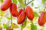 Closeup of branch with elongated ripe red tomatoes.