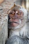 Portrait of a sad monkey - crab-eating macaque