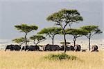 Elephant herd walking through the Savannah in Massai Mara, Kenya.