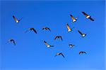 Flying group of geese against a blue sky