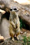 Meerkat or suricate (Suricata, suricatta) is a small mammal and a member of the mongoose family. Zoo in New Zealand