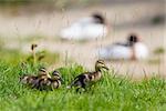 Small ducklings outdoor, walking on green grass