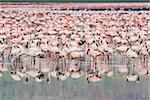 Thousands of Flamingos on Lake Nakuru, Kenya. Scientific name: Phoenicopterus minor