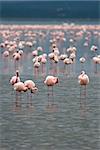 Flamingos on Lake Nakuru, Kenya. Scientific name: Phoenicopterus minor