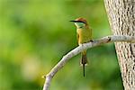 beautiful Geen Bee-eater (Merops orientalis) in Thailand