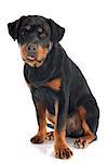 portrait of a purebred puppy rottweiler in front of white background