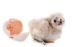 A small chick of bantam silkie on a white background