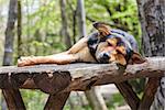 Sad stray hungry dog sleeping on wooden table in the forest.