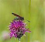 Six-spot Burnet Moth nectaring on Knapweed