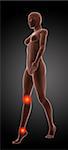 3D render of a female medical skeleton walking with knee and ankle highlighted