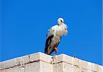 Stork on the wall against the blue sky