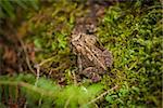 a spotted frog sitting on mossy ground