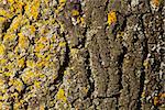the mossy texture of a tree trunk bark