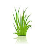 Illustration summer green grass with reflection - vector