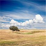 Lonely tree on farm field with beautiful sky.