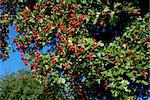 Hawthorn tree laden with bright red berries in the sun