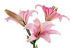 Beautiful pink lilies isolated on white background.