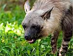 A closeup of the head of a brown hyena