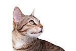 Close-up photo of a brown striped kitten isolated on white background. Studio shot.