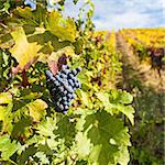 Photo of Port Wine grapes in the Douro Region, Portugal.