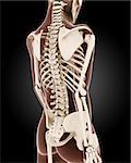 3D render of a female medical skeleton with close up on back