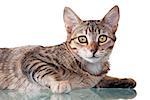 Photo of a brown striped kitten laying down, isolated on white background. Studio shot.