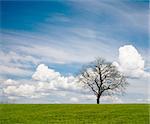 Lonely leafless tree on grass field with cloudy sky.