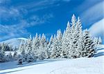 Morning winter mountain landscape with fir trees on slope.