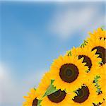bight sunflowers on blue sky in sunny day