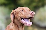 A closeup shot of a happy looking Vizsla dog (Hungarian pointer). Shallow depth of field.