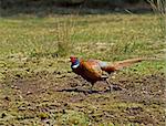 Male or Cock Common Pheasant in countryside