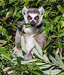 Ring-tailed lemur (Lemur catta) eating from a tree