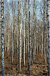 Trunks of birch trees and roots in Autumn