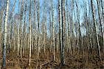 Trunks of birch trees and roots in Autumn