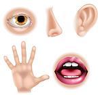 Five senses illustrations with hand for touch, eye for sight, nose for smell, ear for hearing and mouth for taste