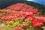 Azalea field, Nara Prefecture