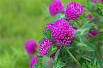 Red clover flowers