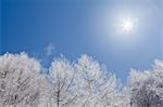 Rimed trees and sky, Nagano Prefecture