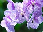 Vanda flowers