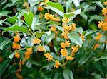 Orange Osmanthus