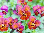 Pansy flowers