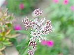 Thoroughwort