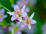Toad lily flowers