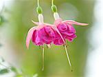 Fuchsia flowers