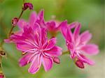 Lewisia cotyledon